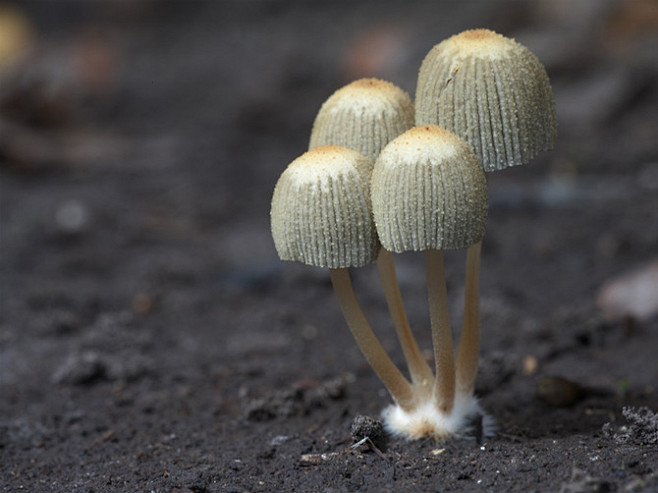 神奇的蘑菇的小伞