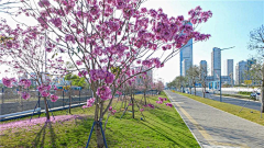 🌸沙沙沙🌸采集到Landscape|道路景观/交叉口