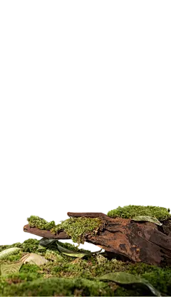 场景小草坪