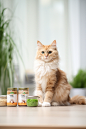 美味猫粮乖巧猫咪图片摄影图