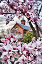  Spring at Smithsonian Castle  在史密森城堡的春天
