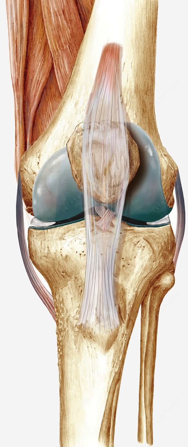 膝盖韧带肌腱png免抠素材_新图网 ht...