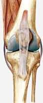 膝盖韧带肌腱png免抠素材_新图网 https://ixintu.com 膝盖 组织 韧带 人体结构 关节