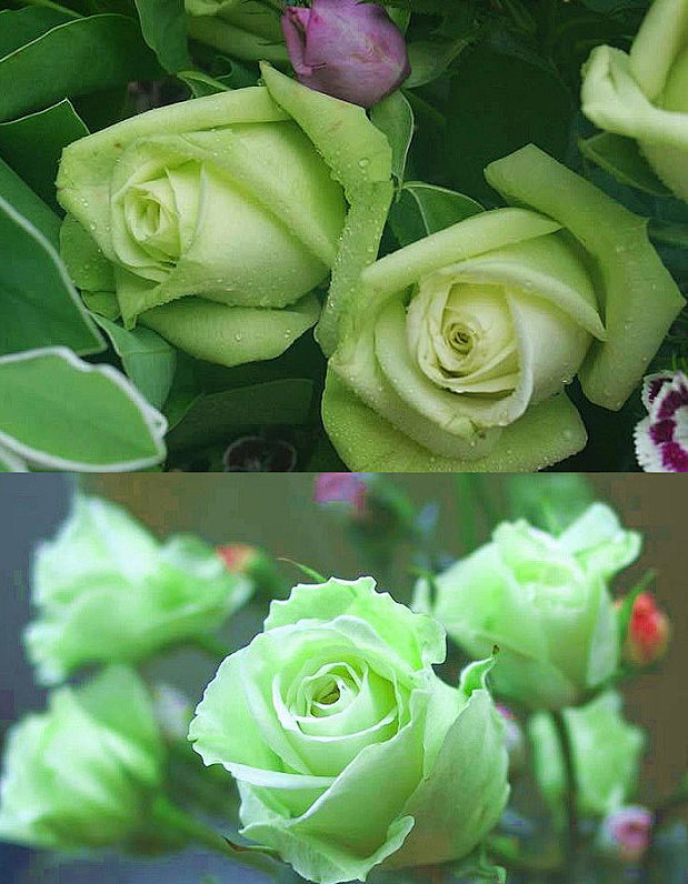 【玫瑰】淡绿玫瑰花语:青春长驻,我只钟情你一个.