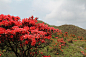 禾雀花.吊钟花.杜鹃花.滴血漫山