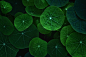 Earth - Leaf  Nature Green Tropaeolum Nasturtium Wallpaper