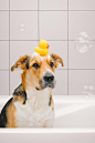cute-funny-domestic-mongrel-outbred-dog-having-bath-with-bubbles-yellow-rubber-duck_556186-429.jpg (417×626)