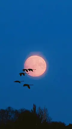 风景壁纸 - 高清图片，堆糖，美图壁纸兴趣社区