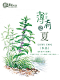 薄荷之夏