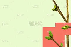 早春开花的绿色树枝孤立在黄色和活珊瑚上。早春的概念。邮政装饰、名片、信纸等。