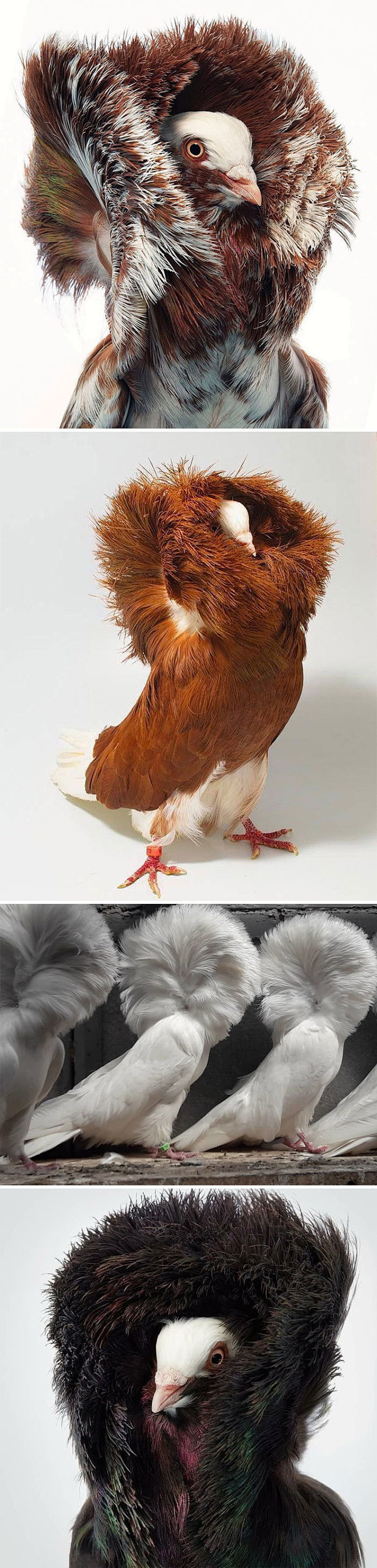 雅各宾鸽jacobinpigeon