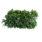 Coronilla glauca小冠花绿植树篱3D模型（OBJ,FBX,MAX） 