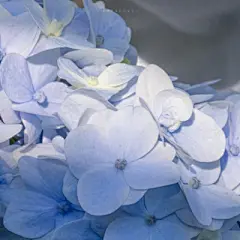 花草 - 高清图片，堆糖，美图壁纸兴趣社区