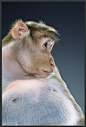 摄影师Jill Grennberg 的猴子世界（二） - Arting365 | 中国创意产业第一门户]