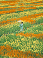 彩色油菜花