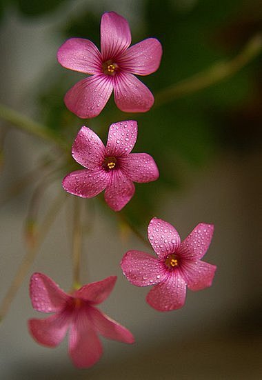 要像花儿一样，无论身在何处，不管周遭环境...