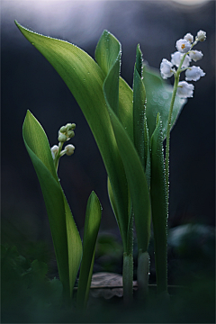 ·菩提心·采集到《铃兰+雪片莲》