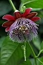 翅茎西番莲 Passiflora alata：原产于亚马逊河，从秘鲁到巴西东部，植株不小，花的直径10-12厘米，在巴西翅茎西番莲被当作药物，并被列入1929年第一版的巴西药典
