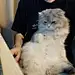 杰瑞鸭