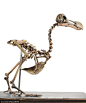 已灭绝渡渡鸟骨骼将被拍卖：完整度达95% : 一具大约有350年历史的渡渡鸟骨骼被几乎完整地保存了下来，完整度可达95%。
