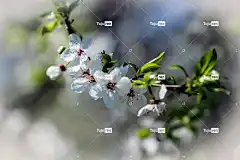 花朵 花瓣 米拉贝尔 花壁纸 美丽的花朵 小枝 特写 散景