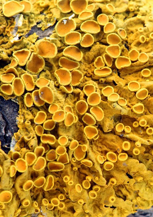 lichens - Google Sea...