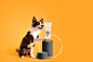 brand identity Cat dog Mockup package design  Packaging packaging design Pet Pet Portrait shampoo