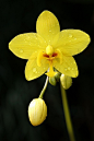 yellow orchid   黄兰