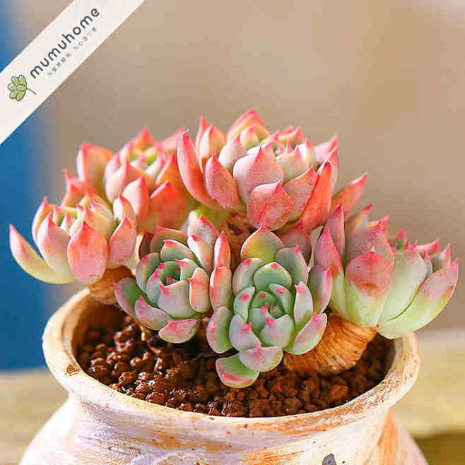 云南直发mumuhome娜娜小勾多肉植物...