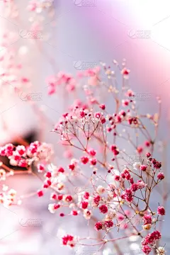 吉普菲拉或婴儿呼吸花美丽的粉红色花盛开与柔和的光。有选择性的重点。春假贺卡的背景。精致的美学