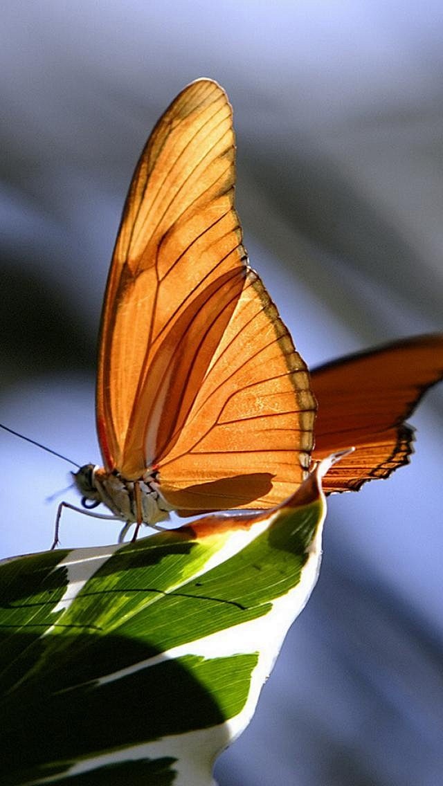 Butterfly | Flutterb...