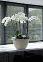 Phalaenopsis