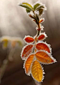 《霜．雪》霜