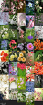 【花世界-植被素材-花素材参考】890P-23套-花鸟鱼宠-微元素Element3ds - Powered by Discuz!