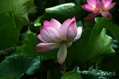 夏天夏季夏日荷花盛开荷叶莲蓬花卉壁纸美景图片下载