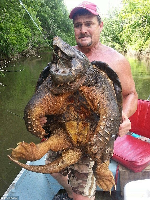 美国垂钓者捉到45公斤重罕见大鳄龟(1/...