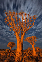 Quiver Tree Forest, Namibia: 