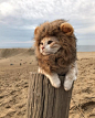 活的不如一只猫 介似一只喜欢散步的喵星人~朕就爱微服私访，看，逗似是朕的江山！