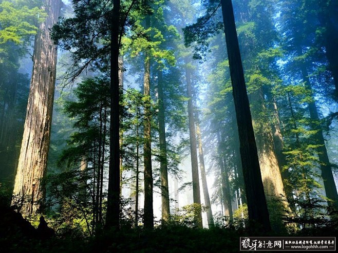 背景素材 原始森林风景图片 大树林背景 ...