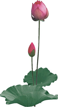 奶蒽采集到素材