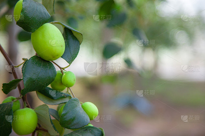 枣果或猴苹果(Ziziphus mauritiana)从树上新鲜采摘的有机水果。
