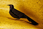 全部尺寸 | Michael LaFosse Origami Grackle | Flickr - 相片分享！