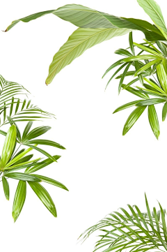 大只青采集到素材-植物