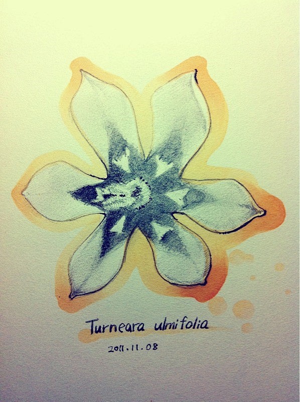 Turneara ulmifolia 时...