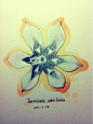 Turneara ulmifolia 时钟花 花语：爱在你身边。