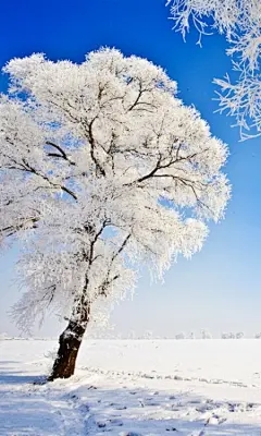 银装素裹的冬景雪地手机高清壁纸