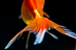 GOLDFiSH : take a photograph of goldfish