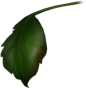 roseleaf2 copy.png