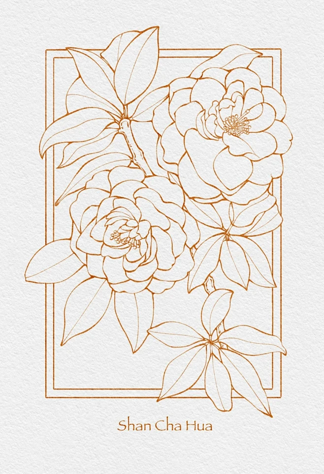 山茶花线稿
