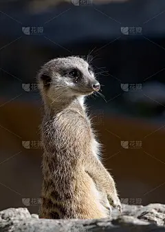 年轻的猫鼬在站岗